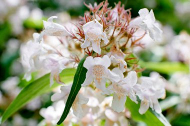 Kolkwitzia Amabilis bir çalılığa, yaza, köye yakın çekim yapıyor.