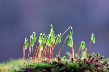 Sporofitleriyle bir yosunun makrofotoğrafçılığı