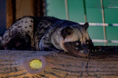 Asyalı palmiye misketinin yakın plan fotoğrafı.