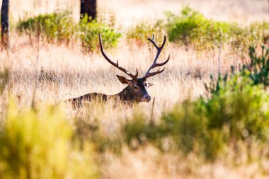 La Mancha dehesa 'da bir erkek geyik.