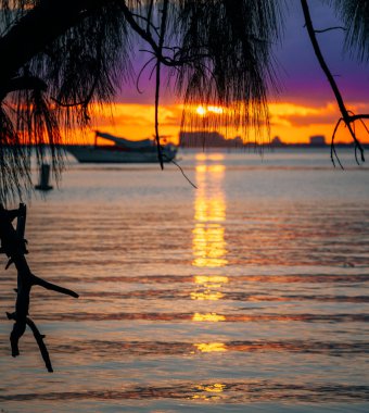 Plaj ağaçları günbatımını yansıtır