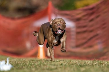 Kahverengi Pitbull Karışık Çürük Yem Koşu Koşu Pisti Koşu Köpek Sporu
