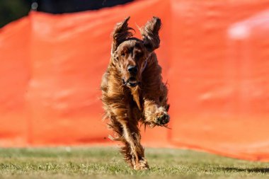 İrlandalı Yerleşimci Yem Koşu Pisti Hızlı Köpek Sporu