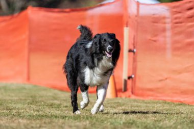 Collie Sınırı Karışık Koşu Pisti Koşu Pisti Koşu Köpek Sporu
