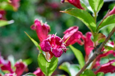 Weigela florida flower red blooms on a bush, summer clipart