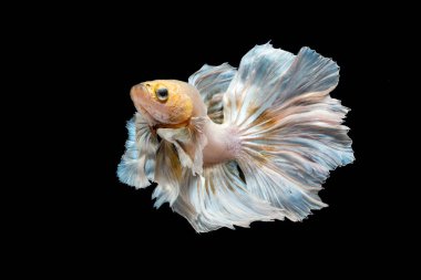 Siyah arka planda sarı betta balığı yarım ay