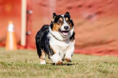 Pembroke Welsh Corgi Koşu Alanı Koşu Alanı Hızlı Köpek Sporu