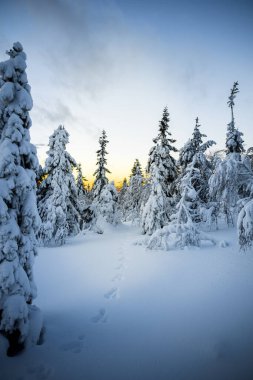 Finlandiya 'nın Iso-Syote şehrinde gün batımı gökyüzü ile kaplı kar ağaçları