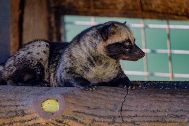 Close up photo of asian palm civet clipart