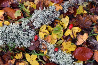 Sonbahar yaprakları, yaban gülü meyveleri ve lichens kompozisyonu