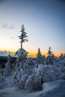 Finlandiya 'nın ulusal parkında altın gün batımına sahip karla kaplı ağaçlar