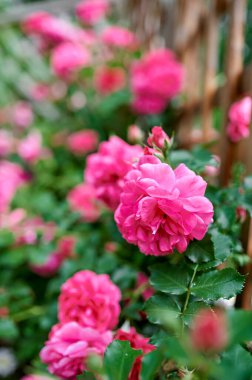 Doğada kırmızı çay çalı, köy