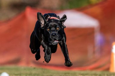 Siyah Labaratuvar Karışık Melez Köpekler Koşu Pistinde Koşan Hızlı Köpek Sporu