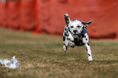 Siyah ve Beyaz Dalmaçyalı Koşu Koşu Pisti Hızlı Köpek Sporu