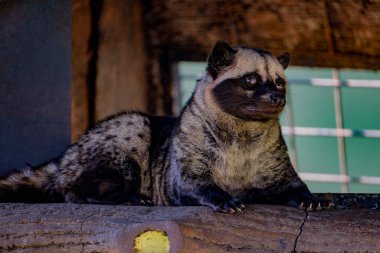 Asyalı palmiye misketinin yakın plan fotoğrafı.