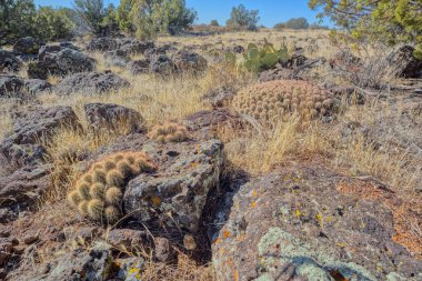 Cactus clusters growing at Rarick Canyon AZ clipart