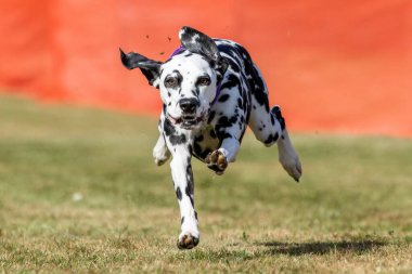 Siyah ve Beyaz Dalmaçyalı Koşu Koşu Pisti Hızlı Köpek Sporu