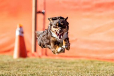 Minyatür Amerikan Çoban Köpeği Koşu Alanı