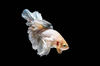 Yellow betta fish halfmoon on black background clipart