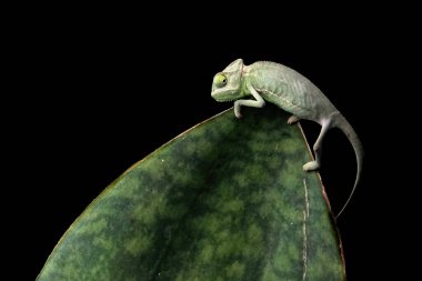 Beautiful baby High Pied Veiled Chameleon. clipart