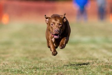 Kahverengi Labaratuar Boğa Koşu Pisti Koşu Pisti Koşu Köpek Sporu