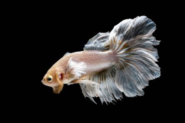 Siyah arka planda sarı betta balığı yarım ay