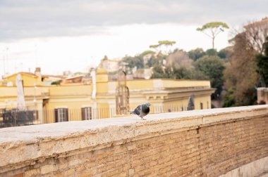 Taş bir duvara tünemiş bir güvercin manzaralı Roma arka planına sahip.