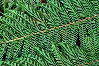Ağaç eğreltiotu eğreltiotu yapraklarının detayları Cyathea Cooci