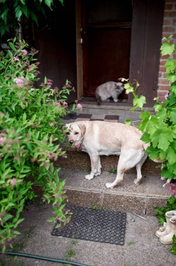 Fawn Labrador, egzotik kedisiyle verandada, köyde, yazda