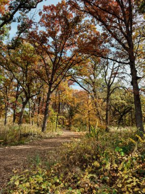 Sonbaharda Orman Yürüyüşü Yolu