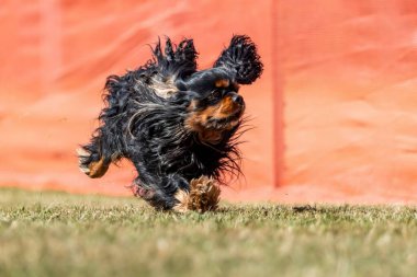 Şövalye Kral Charles Spaniel Koşu Alanı Koşu Pisti Hızlı Köpek Sporu