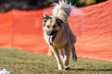 Pofuduk Karışık Melez Köpek Koşu Pistinde Koşan Hızlı Köpek Sporu