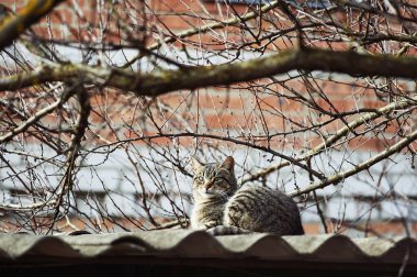 Evsiz kahverengi tekir kedi güneşin altında, çatıda oturuyor.