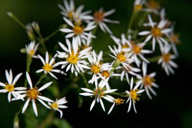 Guilford, Vermont 'ta yaz aylarında kır çiçekleri.
