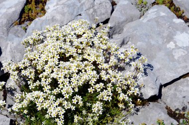 Litophyte bitkisinin beyaz çiçekleri Saxifraga trifurcata