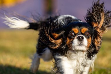 Şövalye Kral Charles Spaniel Koşu Alanı Koşu Pisti Hızlı Köpek Sporu