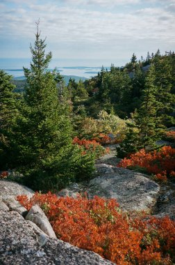 Sonbahar yeşillikleri ve okyanusla Acadia Ulusal Parkı manzarası