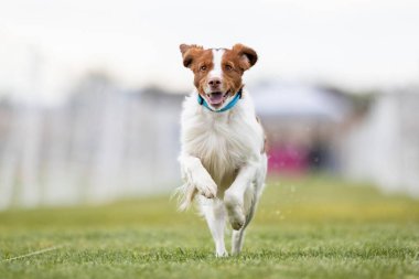 Brittany Spaniel Koşu Pistinde Koşan Hızlı Köpek Sporu