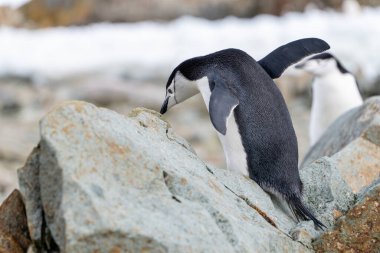 Chinstrap penguin (Pygoscelis antarcticus) in Antarctica. Wild n clipart