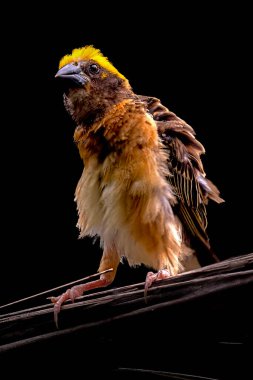 Portrait of the Baya Weaver on black background clipart