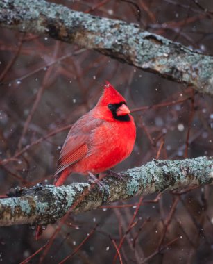 Parlak kırmızı erkek karlı kış gününde karlı bir dalda tünemiş kardinal kuş..