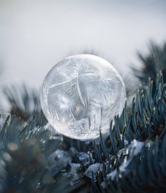 Donmuş sabun köpüğüne yakın kışın yeşil ağaç iğnelerinin üzerinde.