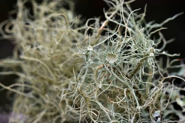 Meyveli liken Usnea sp 'nin astımı..