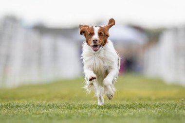 Brittany Spaniel Koşu Pistinde Koşan Hızlı Köpek Sporu