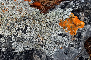 Kireçtaşı kayaları üzerinde sarı ve gri kabuklu lichens.