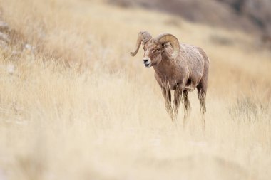 Bighorn Ram Sheep Grazing in Montana clipart