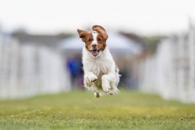 Brittany Spaniel Koşu Pistinde Koşan Hızlı Köpek Sporu