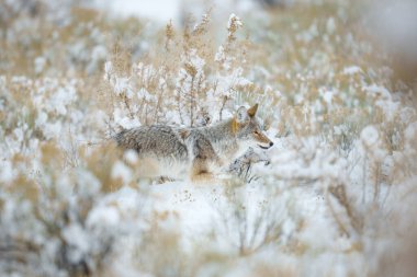 Yellowstone Çalı Tarlasında Yürüyen Çakal