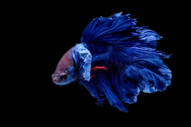 Siyah arka planda mavi betta balığı yarım ay