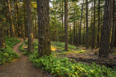 Orcas Adası, Washington 'dan manzara